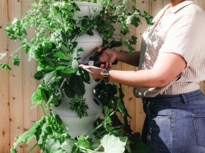 Serviço profissional de jardinagem